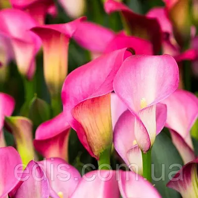 Калла бульбова Wild Salmon (Вайлд Самэн) 1 бульба 12/14