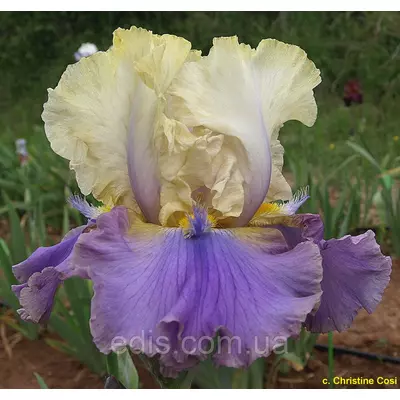 Ірис високий бородатий Mist Arising Рогатий!