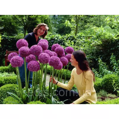 Алліум Gladiator фіолетовий (цибуля декоративна) 1 цибулина, калібр 12/14 (велика)