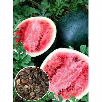 Кавун Шуга Бебі 100 г, вагове насіння