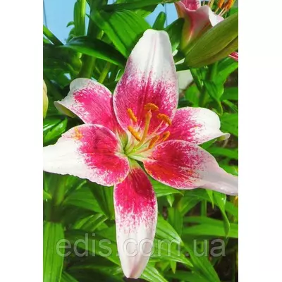 Лілія азіатська Tango Strawberry and Cream (Танго Страуберрі енд Крім) 1 цибулина 12/14