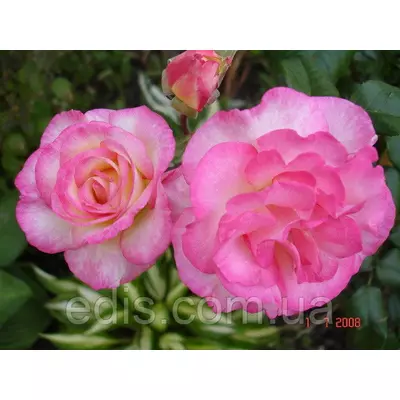 Троянда в'юнка Шаріка Асма (Sharika-Asma)