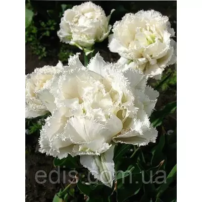 Тюльпан махровий бахромчастий Snow Crystal (Сноу Крістал) 3 цибулинки 11/12