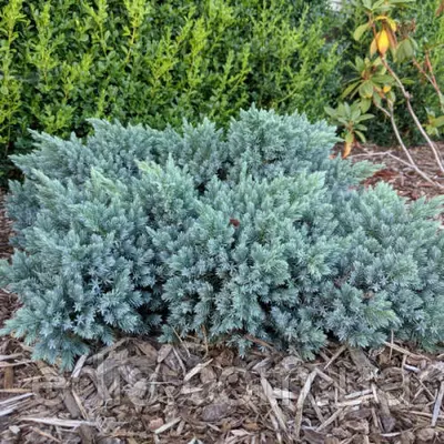 Ялівець Blue Star (Блю Стар) у контейнері 2 л