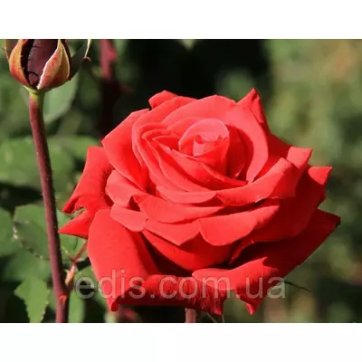 Троянда Ред Берлін(Red Berlin) чайно-гібридна