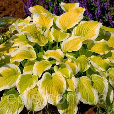 Хоста Spring Morning (Спрін Монін)