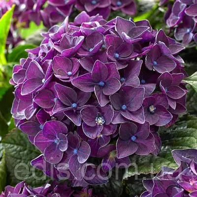 Гортензія великолисткова Tiffany Purple (Тіфані Пурпл) у контейнері 2 k