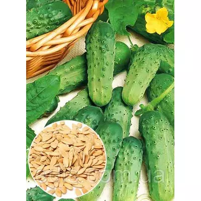 Огірок Паризький корнішон 50 г, вагове насіння Яскрава