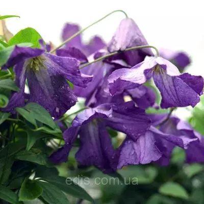 Клематис Little bas