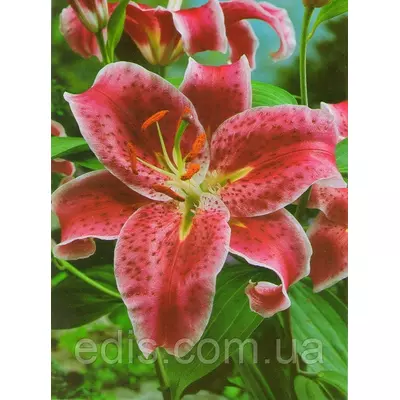 Лілія орієнтальна тигрова Stargazer (Старгейзер) 1 цибулина 12/14