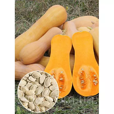 Гарбуз Арабатський 100 г, вагове насіння, Яскрава