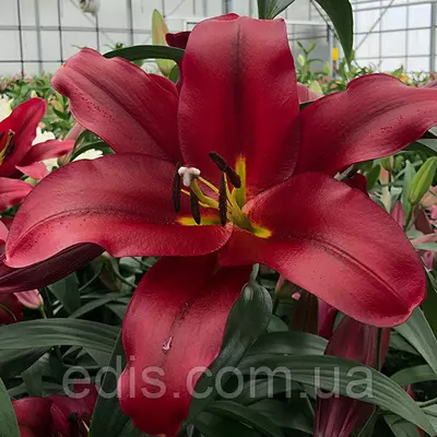 Лілія OT гібрид Pauillac 1 цибулина 12/14