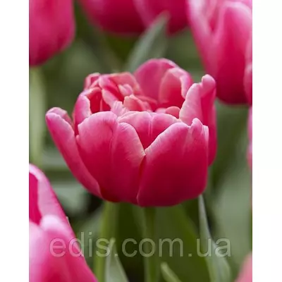 Тюльпан Махровий Багатоквітковий Sunset Tropical 3 цибулинки