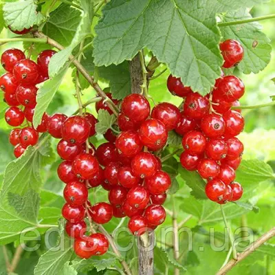 Смородина червона Цукрова (рання)