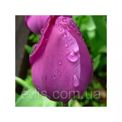 Тюльпан Тріумф Passionale 3 цибулинки