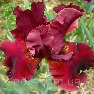 Ірис бородатий Rip City (Ріп Сіті)