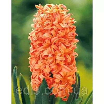 Гіацинт Gipsy Queen (Джипсі Куін) 1 цибулина (калібр 14/15 - великий)