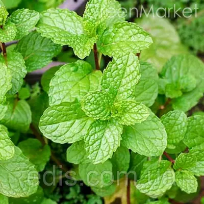 М’ята Імбинна, саженець Р9