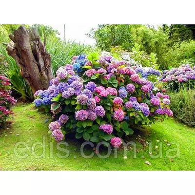 Гортензія Renate Steiniger (Ріната Штайніга)