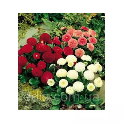 Маргаритка помпонная суміш 0,1 г