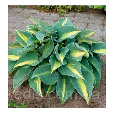 Хоста Catherine (Катерина) кореневище
