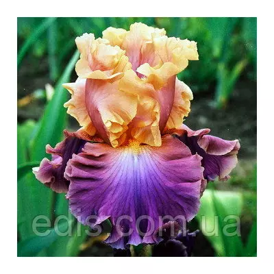 Ірис бородатий Chasing Rainbows