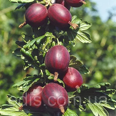 Агрус Північний Капітан (середньопізній)