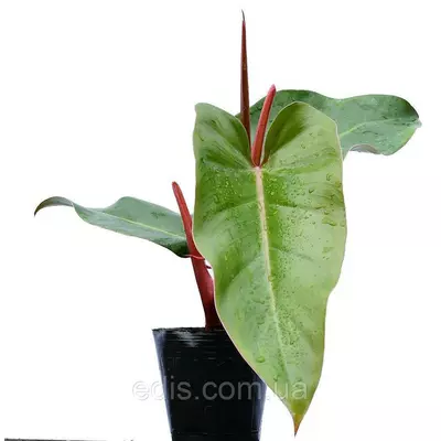 Філодендрон червоніючий Ред Емеральд, кімнатна рослина, h=20 см