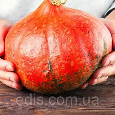 Гарбуз Хоккайдо 2 г, насіння Яскрава