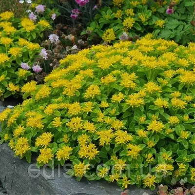 Седум (Очиток) гібридний Aizoon