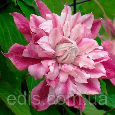 Клематис Patricia Ann Fretwell (Патриція Енн Фретвелл)