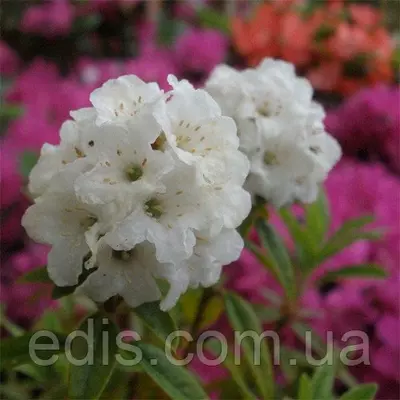 Рододендрон Arctic Tern у контейнері 2 л