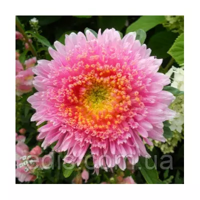 Айстра принцеса Сільва 0,3 г насіння Яскрава