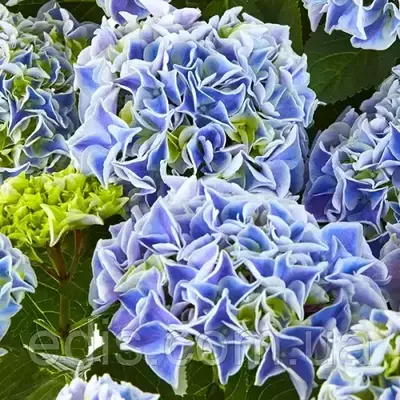 Гортензія великолисткова Saxon Candy Heart Blue