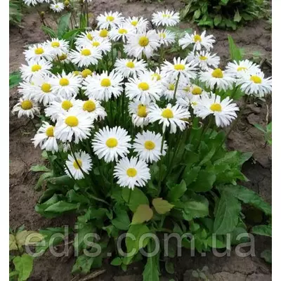 Маргаритка гібридна Ромашкова, контейнер Р9