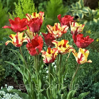 Арт-набір Жар-птиця (тюльпани попугайні) 7 цибулин