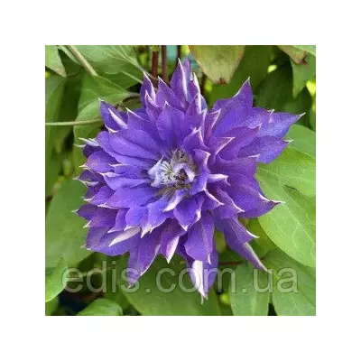 Клематис Teshio (Тешио), Р9