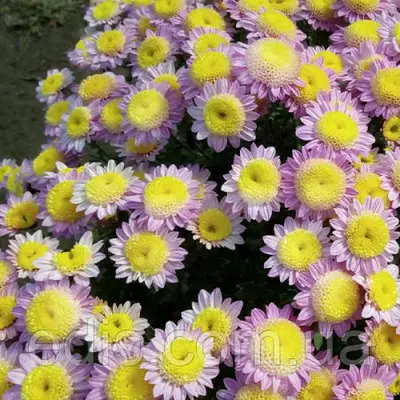 Хризантема Vanilla (Ваніла) корейська контейнер 0,5 л