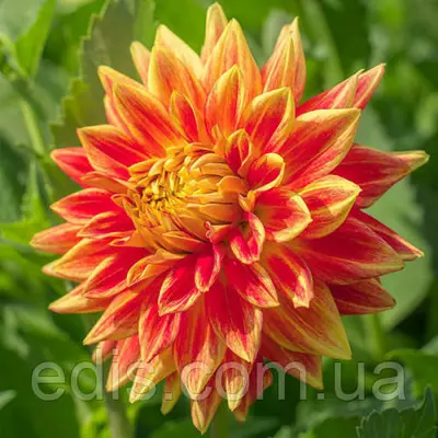 Жоржина Sun Explosion (Сан Экспложн)