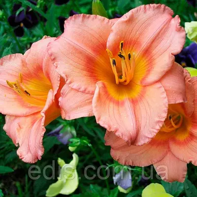 Лілейник Siloam Little Girl (Сілоам Літтл Гел)