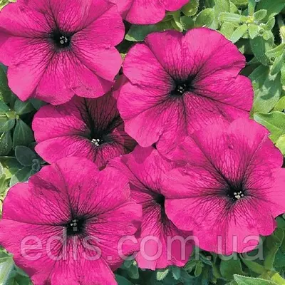Петунія крупноквіткова Сільвія F1, 10 шт., насіння PREMIUM