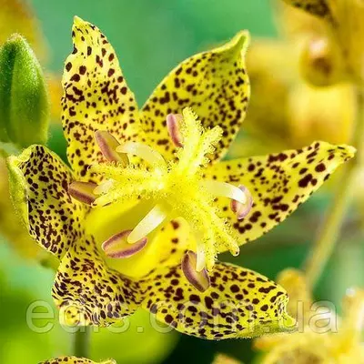 Тріціртіс Golden Festival