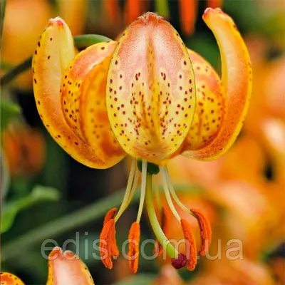 Лілія Мартагон Peppard Gold 1 луковица 12/14