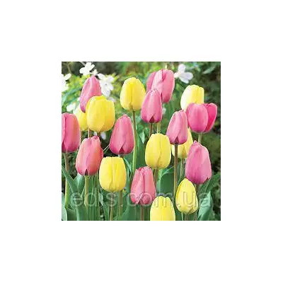 Арт-набір цибулин тюльпанів Рання слава, 5 цибулин