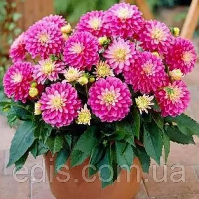 Жоржина низькоросла Gallery Rembrandt