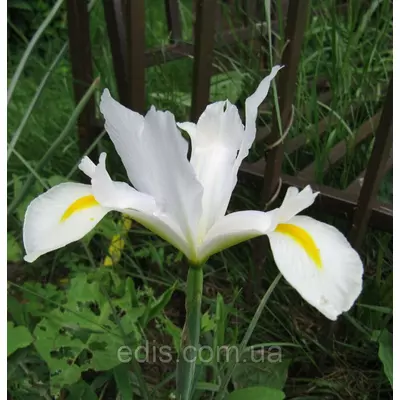 Ірис голландський (Ксифіум) White Dream (Уайт Дрім) 3 цибулини