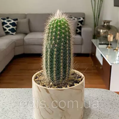 Кактус Ехінопсіс h=10-15 см.