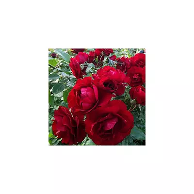 Троянда Торнадо (Tornado) патіо