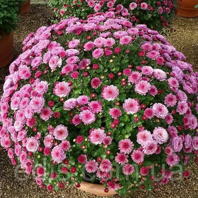 Хризантема корейська Gigi Dark Pink (Джіджі Дак Пінк) контейнер 0,5 л