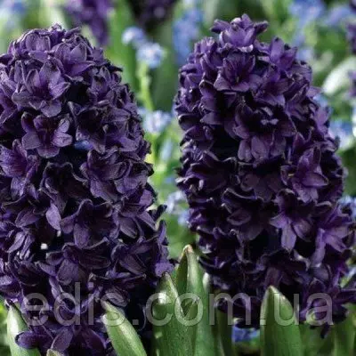 Гіацинт Blue Sapphire (Блю Сапфір) 1 цибулинка (калібр 18/19 - дуже великий)